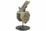 Sauropod (Camarasaurus) Caudal Vertebra - Absolutely Massive #209202-9